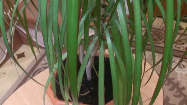 Драцена, содержание и уход.