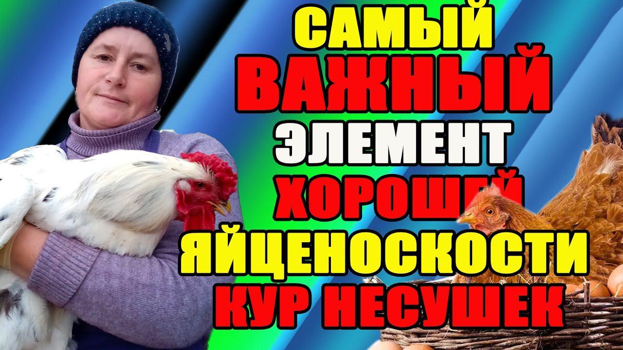 ОБЯЗАТЕЛЬНО для кур, важный элемент для хорошей яйценоскости кур. смотреть онлайн