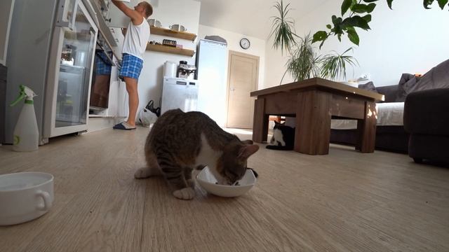 Мукбанг. Заставляю Маркиза есть корм.Вообще обнаглел! смотреть онлайн