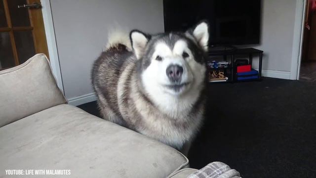 Rottweiler Puppy Vs Husky Puppy Both 8 Weeks Old смотреть онлайн