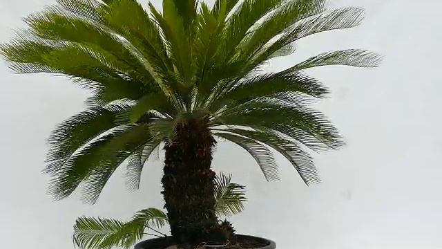 Cycas revoluta #6 смотреть онлайн