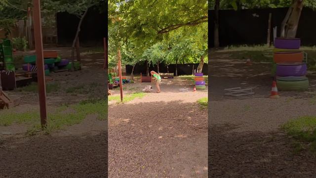 Школа дрессировки собак 