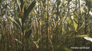 Мебель из лозы своими руками