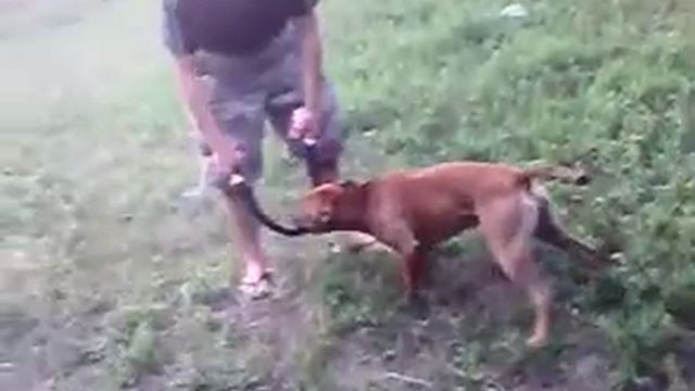 Pitbull Impossible Power  DOG ПИТБУЛЬ Борьба до КОНЦА Трнировка питбуля ТАЙГЕР