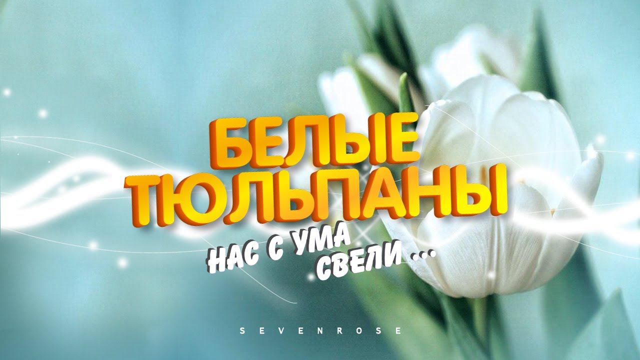 БЕЛЫЕ ТЮЛЬПАНЫ - ВЕСТНИКИ ЛЮБВИ / гр. SEVENROSE и Алевтина Бердникова / Версия 2023 смотреть онлайн