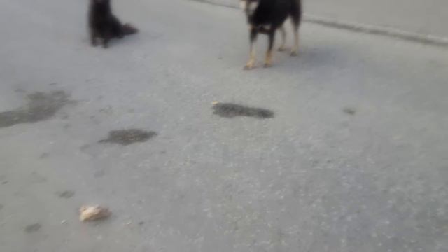 Бездомные собаки смотреть онлайн