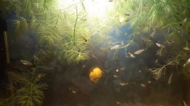 АЗБУКА АКВАРИУМИСТИКИ: Как вырастить мальков гуппи смотреть онлайн