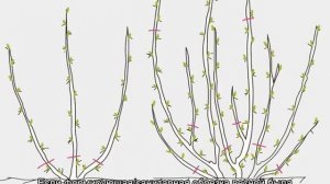 Почему не плодоносит крыжовник: что делать и как заставить плодоносить