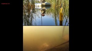 Карасёвая онлайн рыбалка в камышах