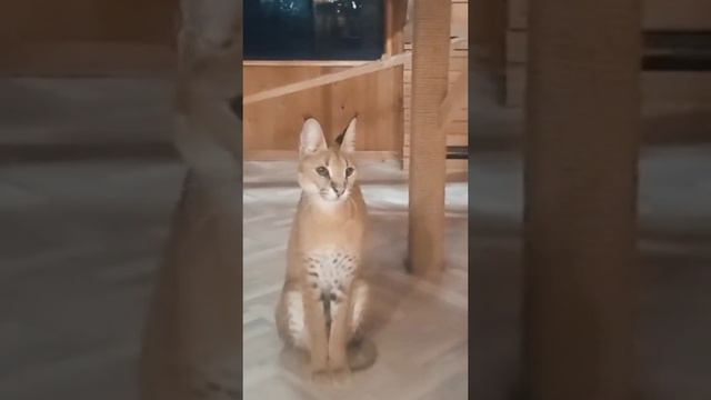 редкий гибрид Каравал Сэр #саванна#хищныйкотредкий смотреть онлайн