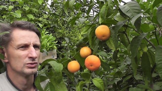 Мандариновый гибрид Citrus "Clemapo delice" смотреть онлайн