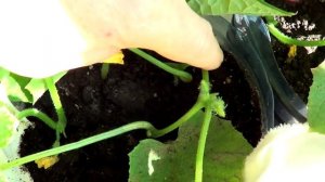 Огурцы на балконе. От семян до плодов.