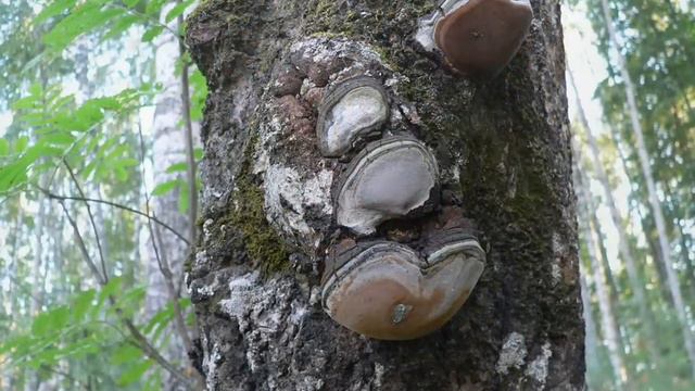 Мушан-Ер.wmv смотреть онлайн