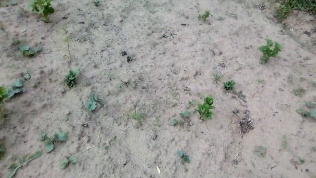 Ночью было холодно. Картошка померзла. смотреть онлайн