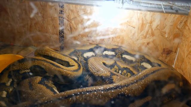 ССАЖИВАЕМ ПАРУ СЕТЧАТЫХ ПИТОНОВ смотреть онлайн