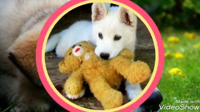 Хей гайс у меня все Найс собаки смотреть онлайн