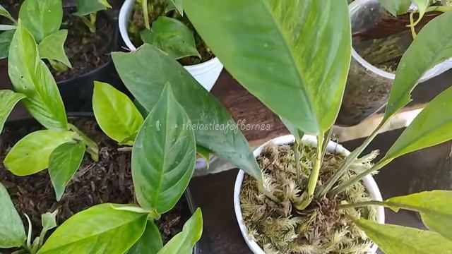 Baby Rhaphidophora Foraminifera Variegata Mint