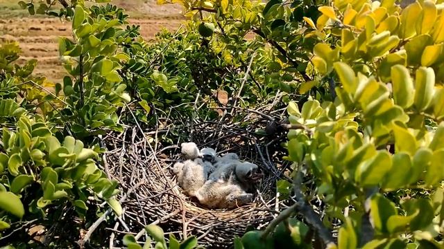 [New Nest] The Next Generation Of White-Tailed Kite смотреть онлайн