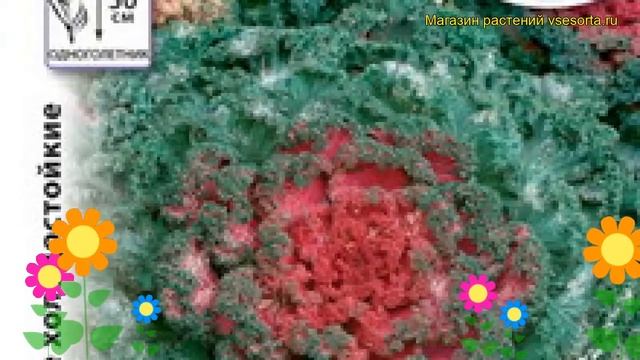 Капуста декоративная Кружевное Жабо. Краткий обзор, описание характеристик brassica oleracea смотреть онлайн