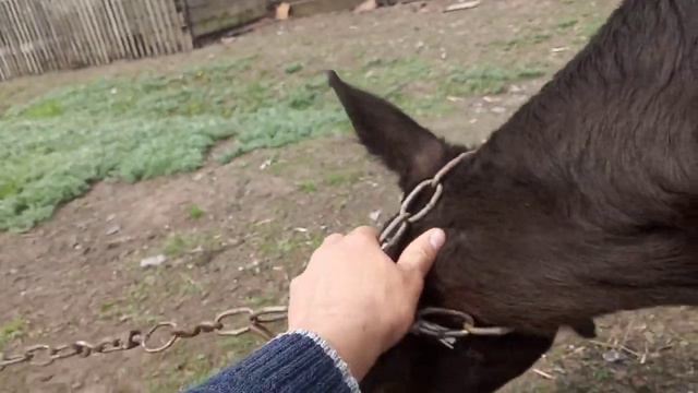 Первый раз, как в первый класс, реакция телёнка на цепок смотреть онлайн