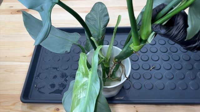 Филодендрон Сильвер Квин или Снежная Королева – пересадки и уход смотреть онлайн