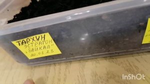 Как сею и как взошли семена? Тархуна(Эстрагона) "Байкал" и цветы Агератум мексиканский ?