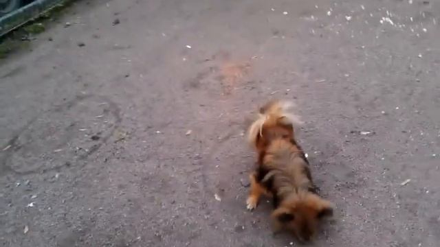 Мартин построил всех голубей ).3gp смотреть онлайн