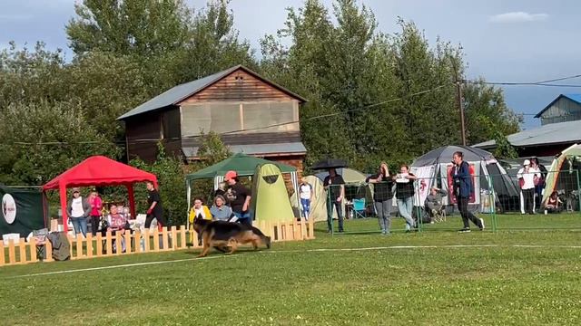 Рабочие кобели дш ч.2 от Леси Воробьевой / Моно немецких овчарок ранга ПК БРОННИЦЫ 10 августа 2024