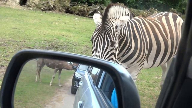 Атака животных.........:D !!!! ( Serengeti Safari Park ,Hodenhagen Germany) !!! смотреть онлайн