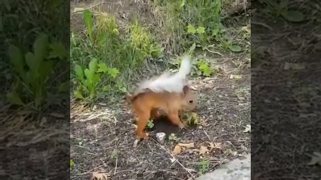 А вы знали что белки сажают миллионы деревьев! смотреть онлайн