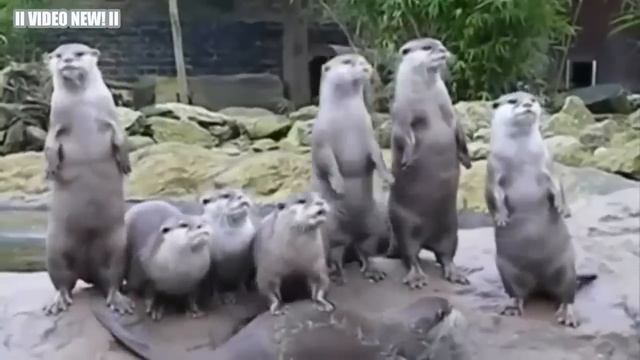 Смешные Выдры Видео Сборник 2016 [NEW] - Симпатичные морские и речные выдры смотреть онлайн