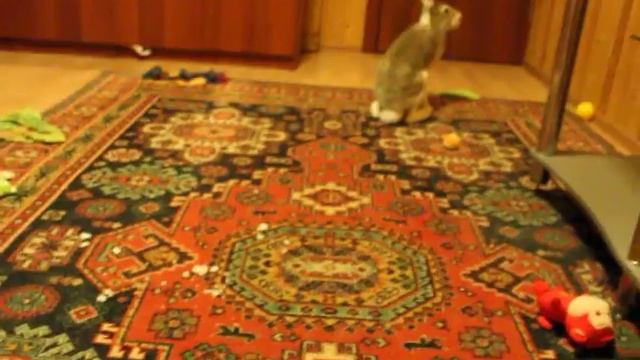 Архив "С чего всё начиналось". Заяц Маруся, ночные игры дома. смотреть онлайн