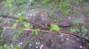 Формировка винограда.Обрезка куста технических сортов