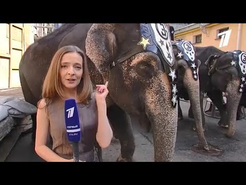 Репортаж Первого канала - Санкт-Петербург о фестивале 'На Фонтанке' смотреть онлайн