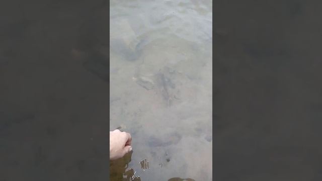 Щука Иргиз Балаково Красный Яр Рыбалка смотреть онлайн