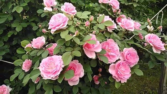 Канадская парковая роза в моем саду смотреть онлайн