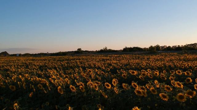 Подсолнухи #2 смотреть онлайн