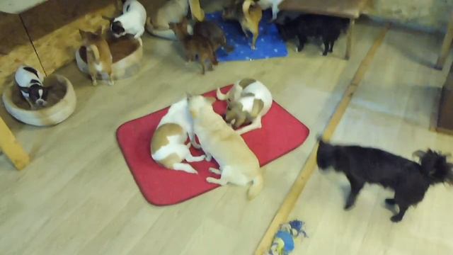 #РУМТУР комната наших взрослых ЧИХУАХУА / Ремонт подходит к завершению / Готовимся к ЗИМЕ в деревне смотреть онлайн