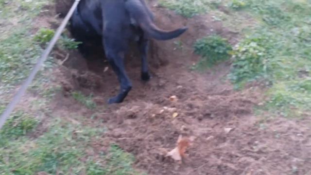 Мы , сегодня, молодцы ! Денежку откопали ))) смотреть онлайн