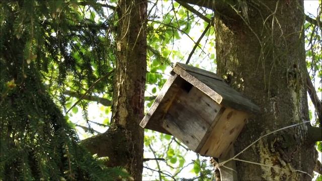 Домик мухоловки пеструшки смотреть онлайн