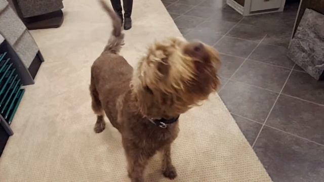 Cooper the slow barker смотреть онлайн