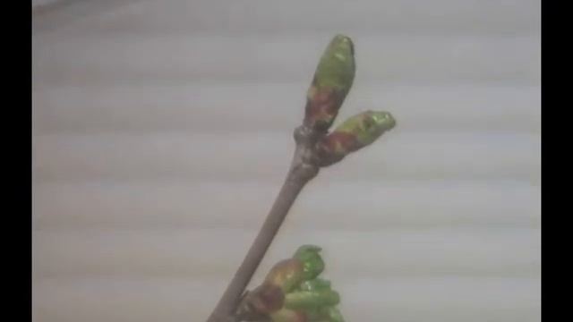 Watch leaves bloom before your eyes (time lapse). Как распускаются листья смотреть онлайн