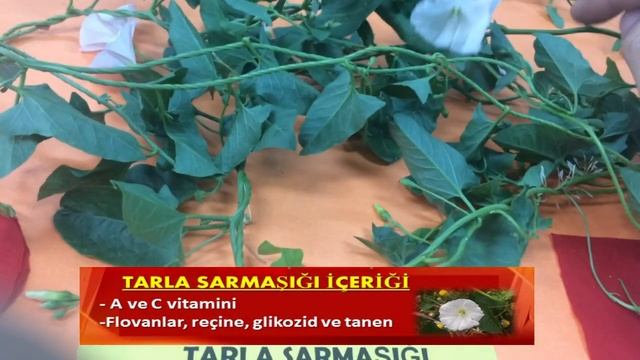 Tarla Sarmaşığı Convolvulus arvensis Özellikleri Şifalı Faydaları смотреть онлайн