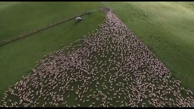 Работа бордер-колли с овцами