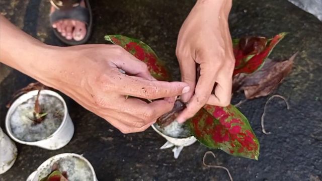 REVIEW STEK AGLAONEMA RED KING смотреть онлайн