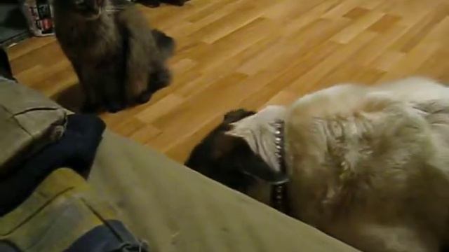 Кот Мейн Кун хочет жрать смотреть онлайн