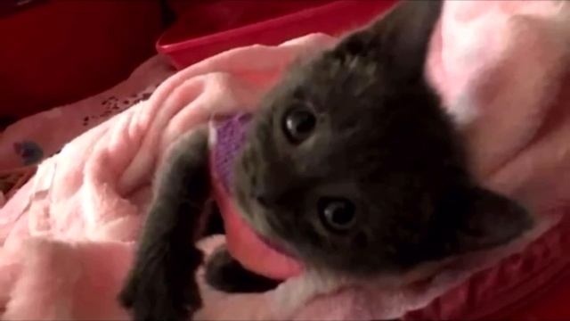 Никто не понимал, почему котенок с каждым днем уменьшался в размере, причина может вас шокировать смотреть онлайн