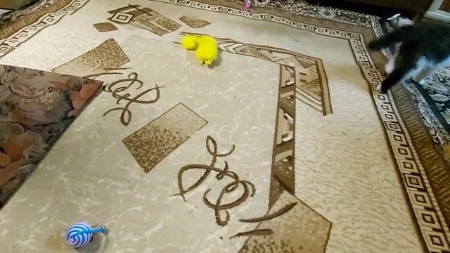 Как приручить дикого котёнка Мама кошка бросила/Как приучить кота к закрытому лотку. смотреть онлайн