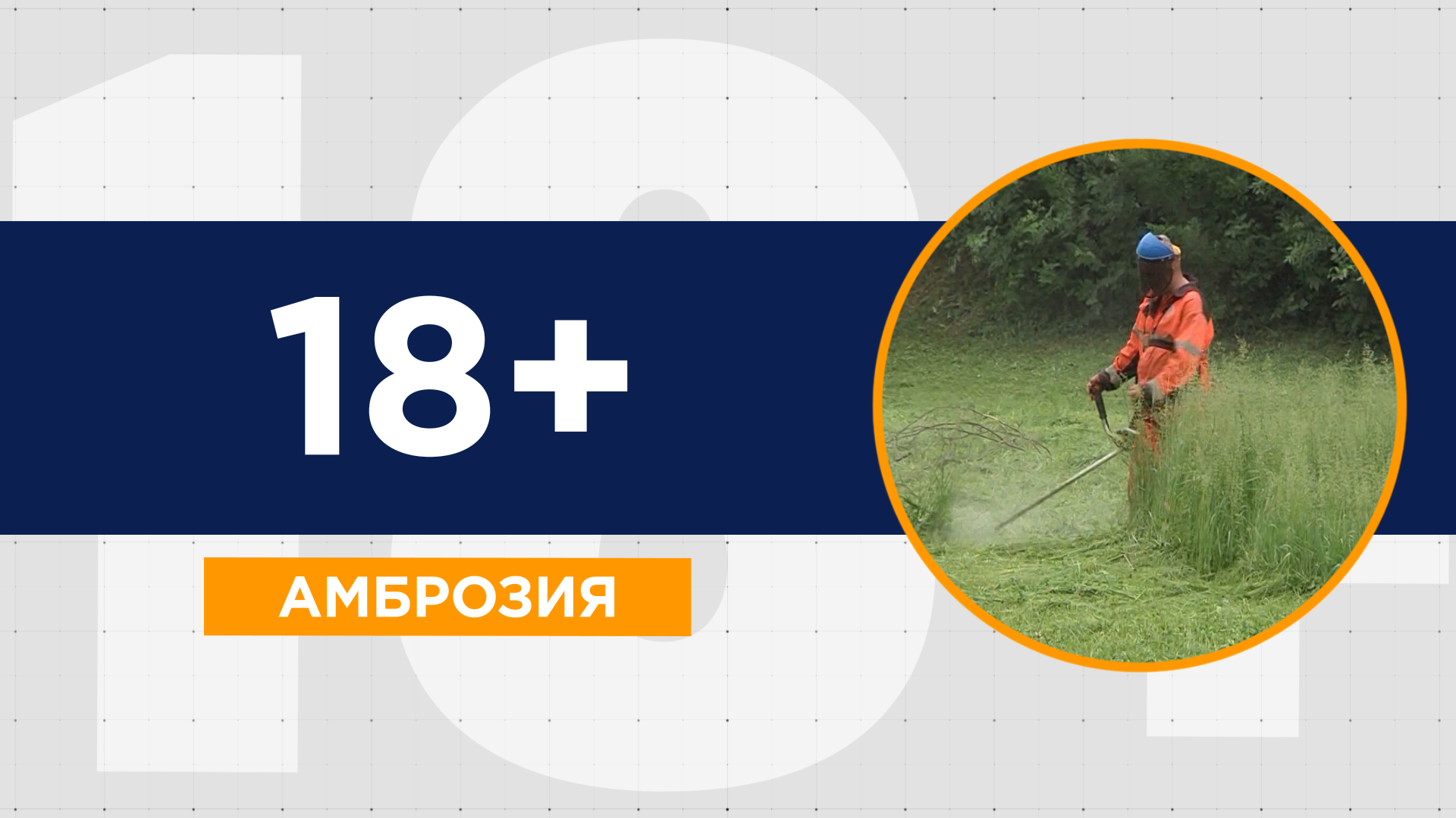 Аллергия на амброзию: когда ожидается пик цветения в Краснодаре и как подготовиться аллергикам? смотреть онлайн