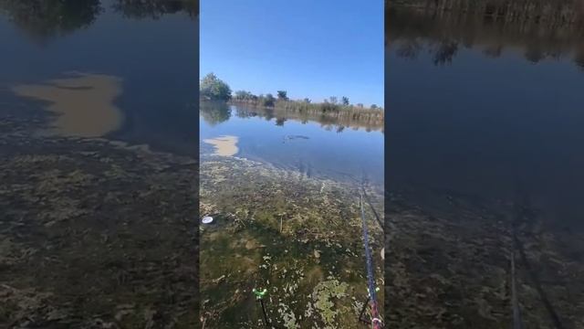 Пошёл клёв #рыбалка #удачнаярыбалка #shorts смотреть онлайн